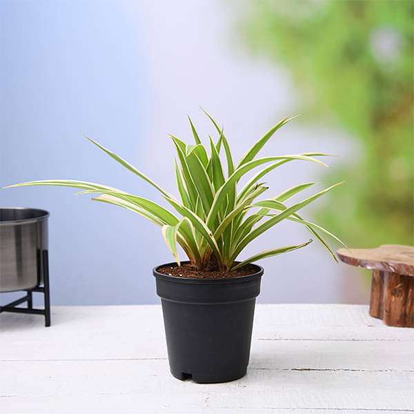 gog-plants-chlorophytum-spider-plant-plant-16968782250124.jpg