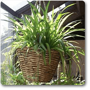 gog-plants-cholorophytum-comosum-plant-16968782643340.png