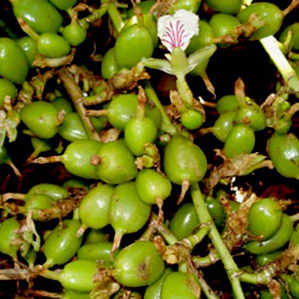 gog-plants-choti-elaichi-green-cardamom-plant-16968782676108.jpg