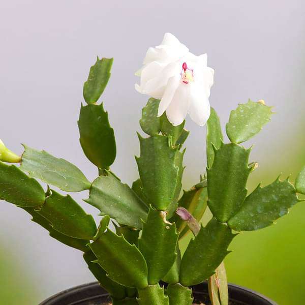 gog-plants-christmas-cactus-schlumbergera-succulent-plant-16968783003788.jpg