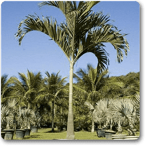 gog-plants-christmas-palm-manila-palm-dwarf-royal-palm-plant-16968783790220.png