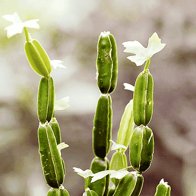 gog-plants-cissus-quadrangularis-hadjod-plant-16968784969868.png