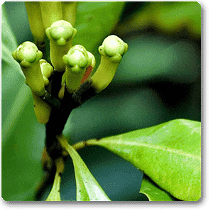 gog-plants-cloves-plant-16968788508812.png