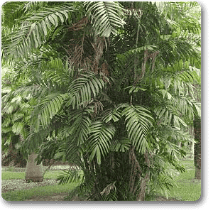 gog-plants-cluster-palm-plant-16968788574348.png
