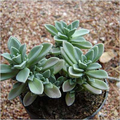 gog-plants-coleus-coerulescens-succulent-plant-16968791097484.jpg