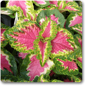 gog-plants-coleus-green-pink-plant-16968791228556.png