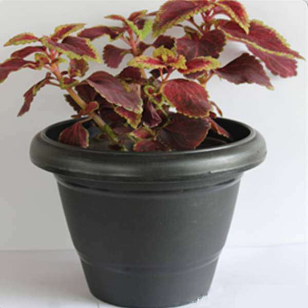 gog-plants-coleus-maroon-green-plant-16968791982220.jpg
