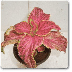 gog-plants-coleus-pink-plant-16968791490700.png