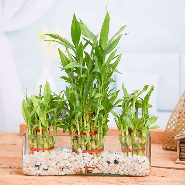 gog-plants-combo-of-2-layer-and-3-layer-lucky-bamboo-plants-in-a-glass-vase-with-pebbles-16968793194636.jpg