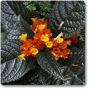 gog-plants-copper-leaf-pulchella-plant-16968794964108.png
