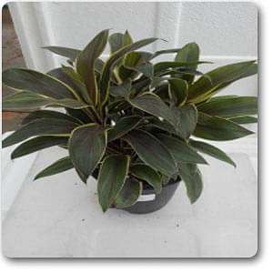 gog-plants-cordiline-dracaena-plant-16968795488396.jpg