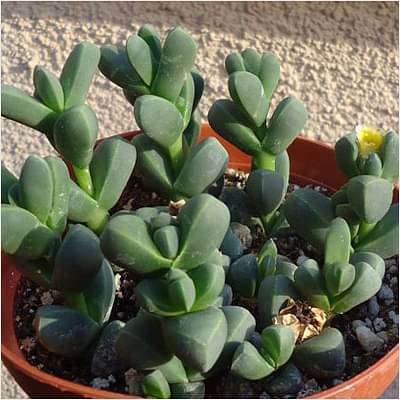 gog-plants-corpuscularia-lehmannii-succulent-plant-16968797520012.jpg