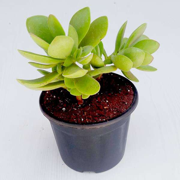 gog-plants-crassula-cultrata-succulent-plant-16968799879308.jpg