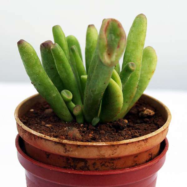 gog-plants-crassula-hobbit-succulent-plant-16968800043148.jpg