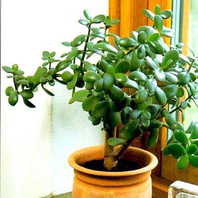 gog-plants-crassula-ovata-jade-plant-small-leaf-succulent-plant-16968800141452.jpg
