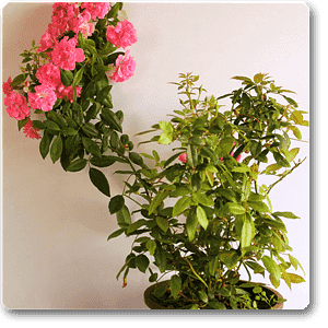 gog-plants-creeper-rose-plant-16968801452172.png