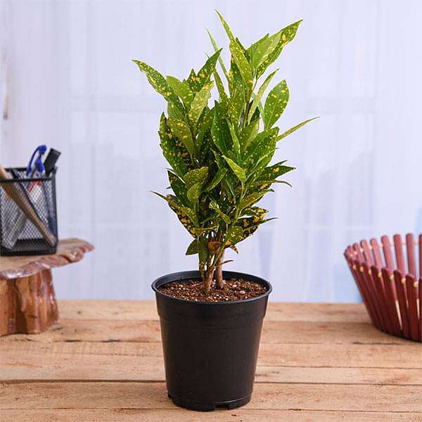 gog-plants-croton-plant-codiaeum-variegatum-gold-dust-small-leaves-plant-16968803778700.jpg