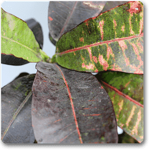 gog-plants-croton-plant-codiaeum-variegatum-maroon-plant-16968804335756.png