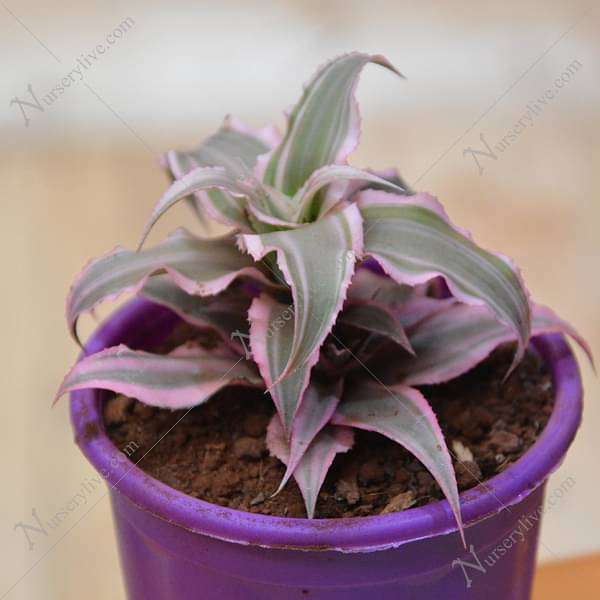 gog-plants-cryptanthus-bivittatus-plant-16968805089420.jpg