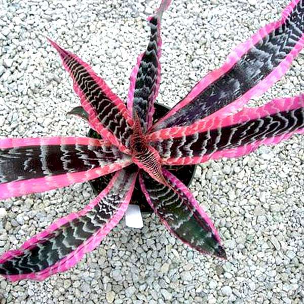 gog-plants-cryptanthus-elaine-earth-star-starfish-plant-16968805187724.jpg