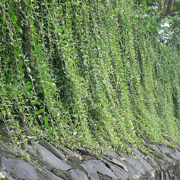 gog-plants-curtain-creeper-vernonia-creeper-parda-bel-plant-16968807973004.jpg