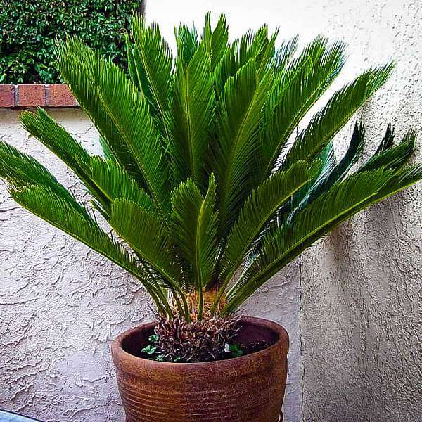 gog-plants-cycas-plant-queen-sago-cycas-circinalis-plant-16968809578636.jpg