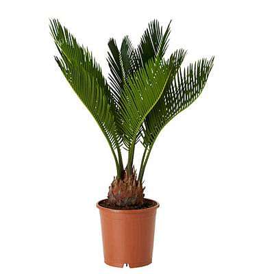 gog-plants-cycas-plant-sago-palm-cycas-revoluta-plant-16968809644172.jpg