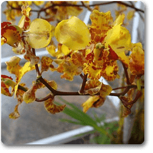 gog-plants-cyrtopodium-paranaense-plant-16968810758284.png