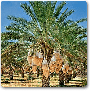 gog-plants-date-palm-plant-16968816853132.png