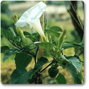 gog-plants-datura-dhatura-plant-16968816951436.png