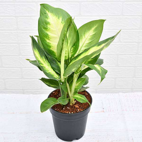 gog-plants-dieffenbachia-maculata-plant-16968824291468.jpg