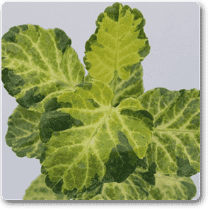 gog-plants-dinner-plate-aralia-plant-16968825110668.png