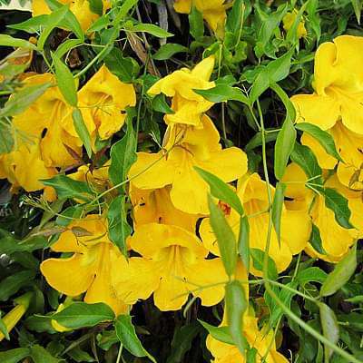 gog-plants-dolichandra-unguis-cat-s-claw-plant-16968829894796.jpg