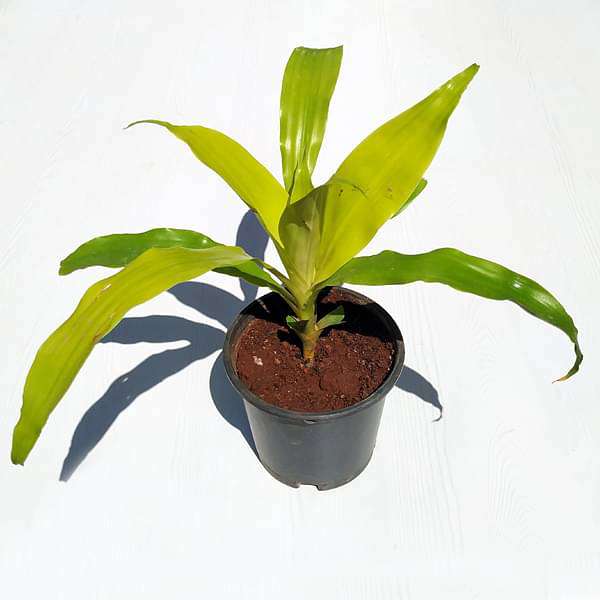 gog-plants-dracaena-limelight-dragon-tree-plant-16968830648460.jpg