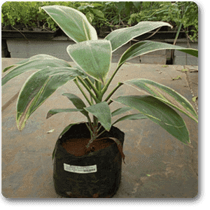 gog-plants-dracaena-mahatma-varigated-plant-16968831107212.png