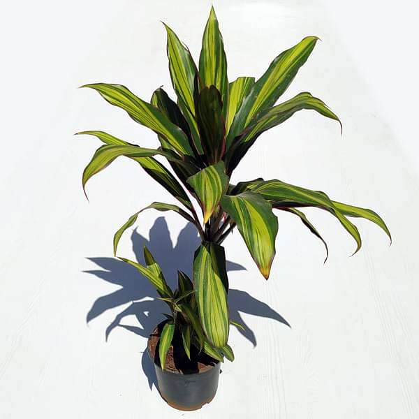 gog-plants-dracaena-massangeana-dracaena-fragrans-plant-16968831139980.jpg