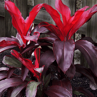 gog-plants-dracaena-mysore-ruby-dracaena-baby-doll-plant-16968831500428.png