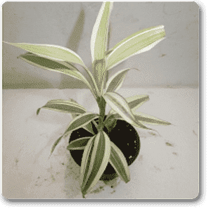 gog-plants-dracaena-silver-plant-16968831336588.png