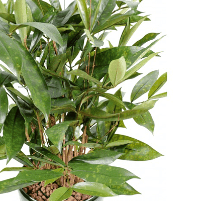 gog-plants-dracaena-surculosa-spotted-leaf-dracaena-plant-16968831893644.png