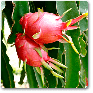 gog-plants-dragon-fruit-ajagar-phal-grown-through-seeds-plant-16968831860876.png