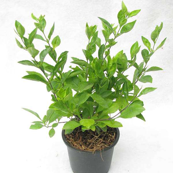 gog-plants-duranta-green-plant-16968833237132.jpg