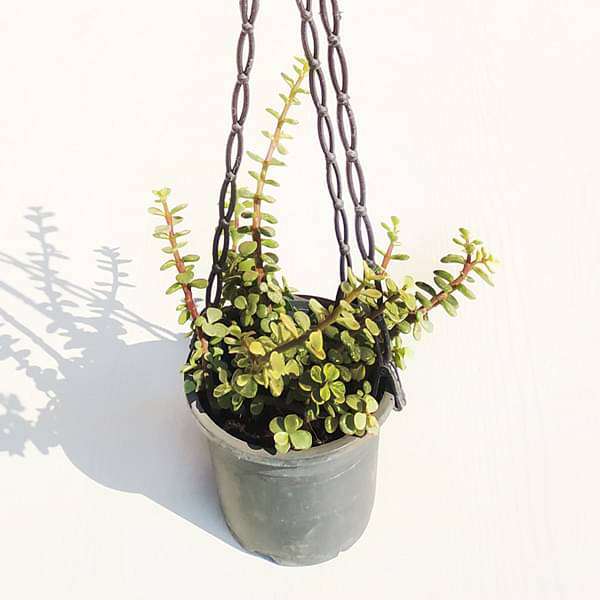 gog-plants-elephant-bush-portulacaria-afra-variegata-jade-plant-variegated-hanging-basket-plant-16968841658508.jpg