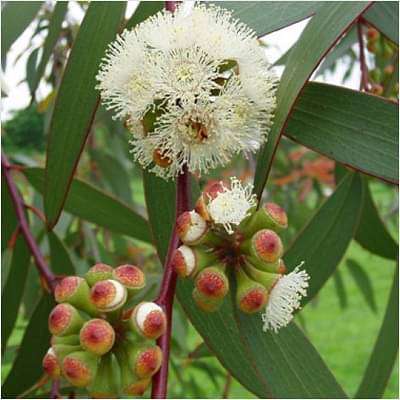 gog-plants-eucalyptus-tree-nilgiri-tree-plant-16968848146572.jpg