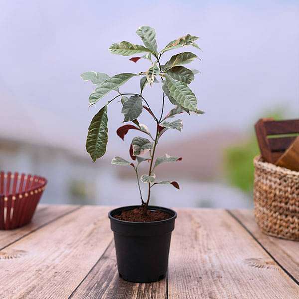 gog-plants-excoecaria-bicolor-variegated-chinese-croton-plant-16968852439180.jpg