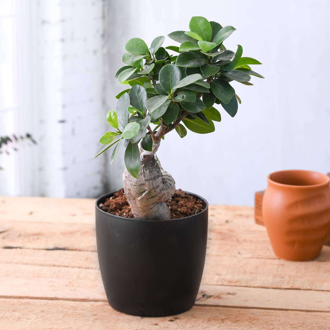 gog-plants-ficus-bonsai-plant-16968858140812.jpg