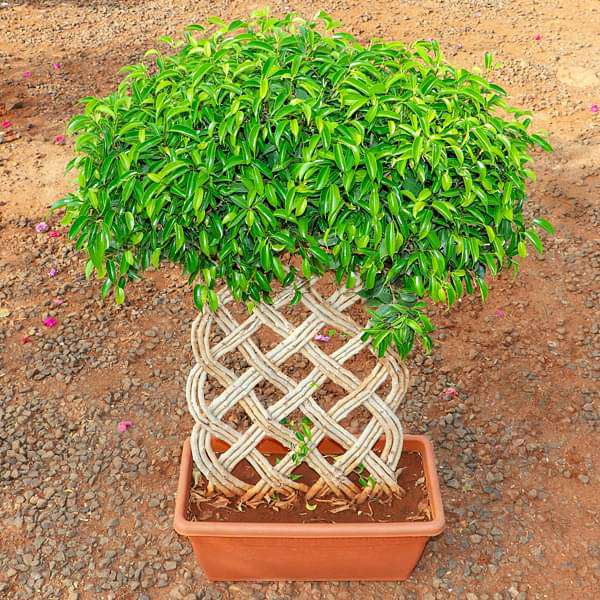 gog-plants-ficus-bonsai-vertical-braided-arrangement-plant-16968857059468.jpg