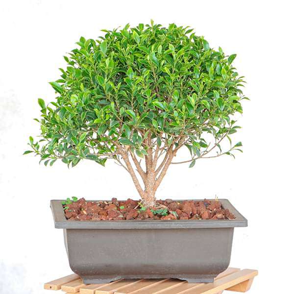gog-plants-ficus-microcarpa-bonsai-plant-16968856731788.jpg