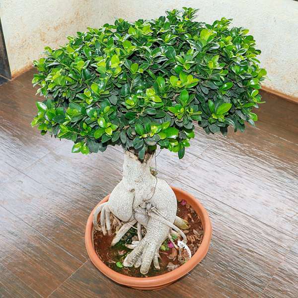 gog-plants-ficus-panda-bonsai-plant-16968859189388.jpg