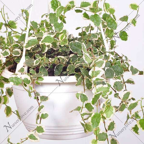 gog-plants-ficus-pumila-variegated-creeping-fig-variegated-hanging-basket-plant-16968859385996.jpg