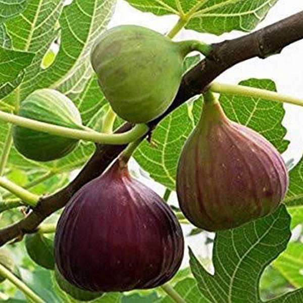 gog-plants-fig-tree-anjeer-fruit-common-fig-fruit-plant-16968860139660.jpg